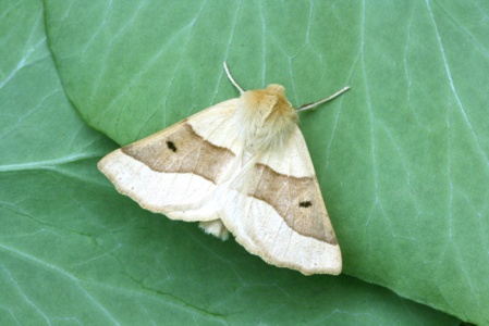 Scalloped Oak (Crocallis elinguaria) Steve Gale